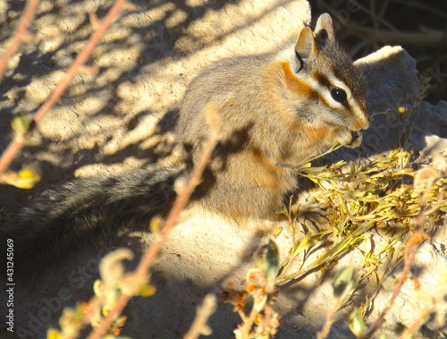 chipmunk at the Grand Canyon 