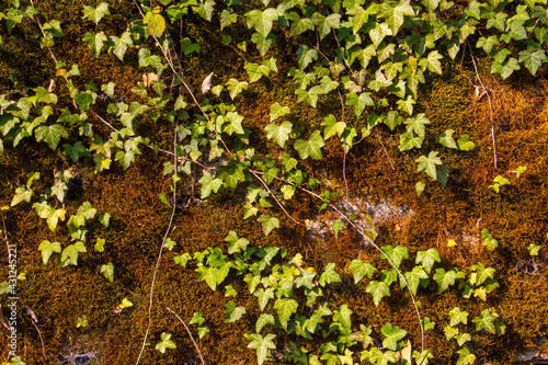 Old natural stone wall covered with green and brown moss and ivy for natural background