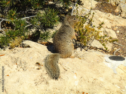 chipmunk at the grand canyon