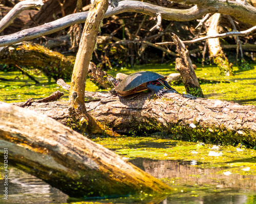 Painted turtle (Chrysemys picta) pulled out on a fallen tree trunk catching some warming rays from the sun on the Toronto Islands photo