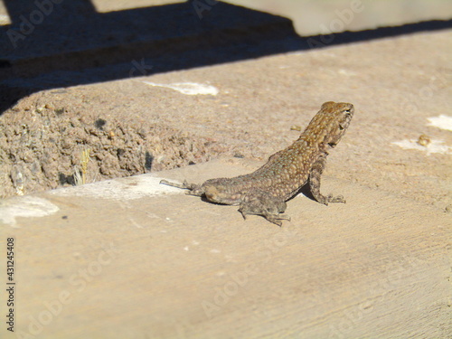 wester United Stated dessert lizard 