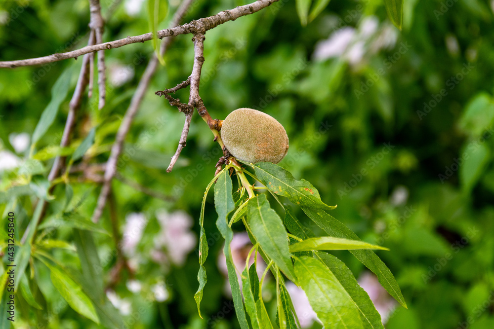 Fruto de Prunus dulcis pertenece a la familia Rosaceae Fruto de Prunus dulcis pertenece a la familia Rosaceae