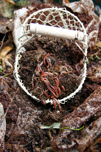 nature's treasure, compost worms before work  photo