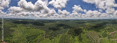 The Palm Oil Estates at Sarawak, the Borneo Island, Malaysia