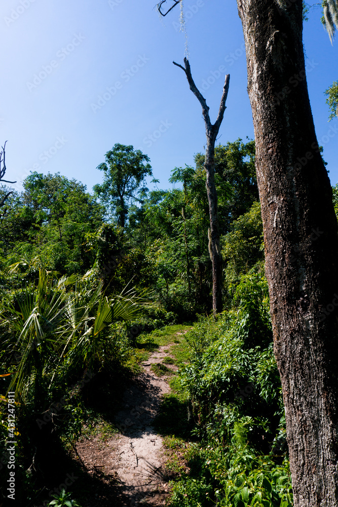 Fototapeta premium trees in the forest