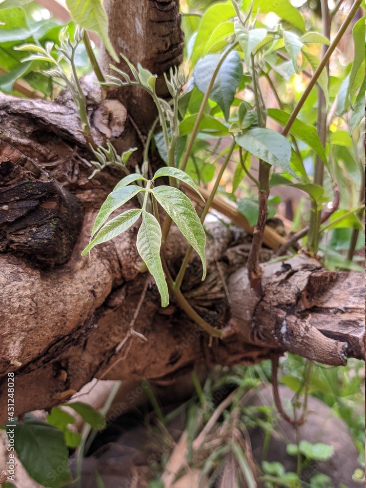 a small plant growing from a fallen tree a small plant growing from a fallen tree