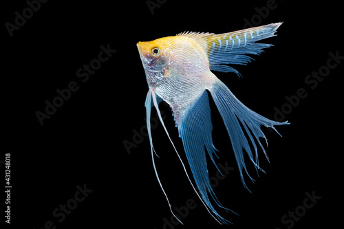 Beautiful silver white and yellow skalar or scalare or angelfish long tail swim over isolated black background. Hobby aquarium fish animal concept. photo