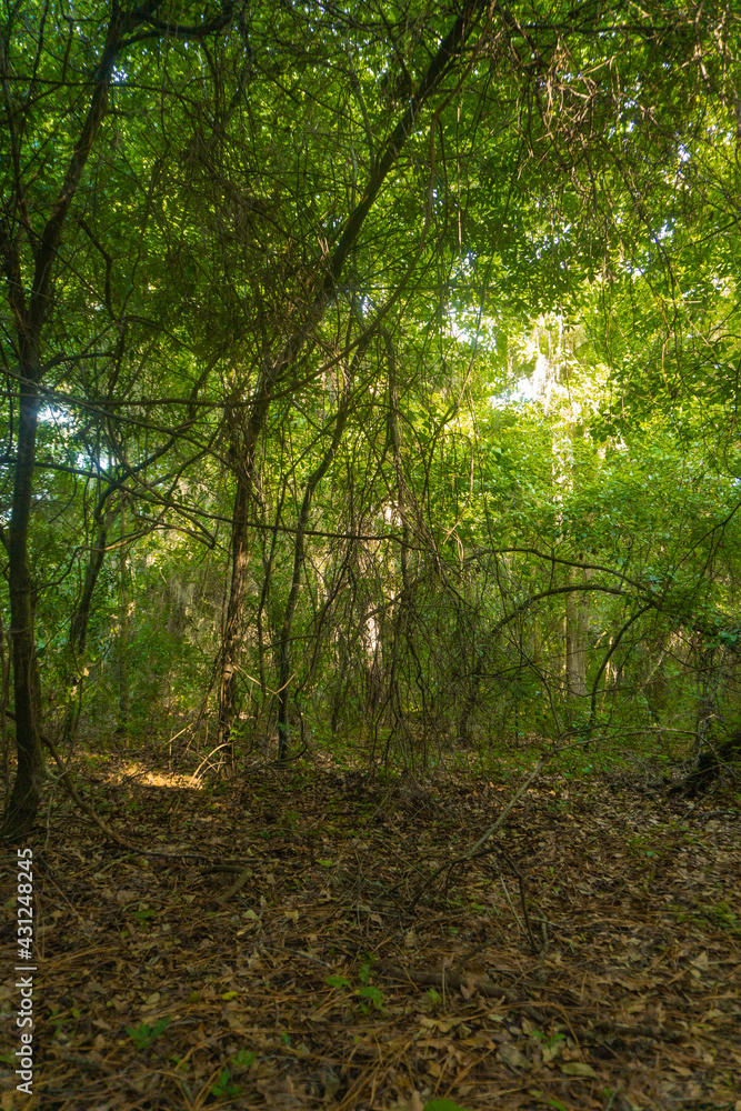 Obraz premium path in the forest