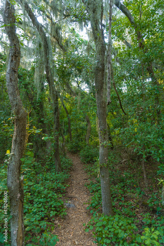 path in the forest