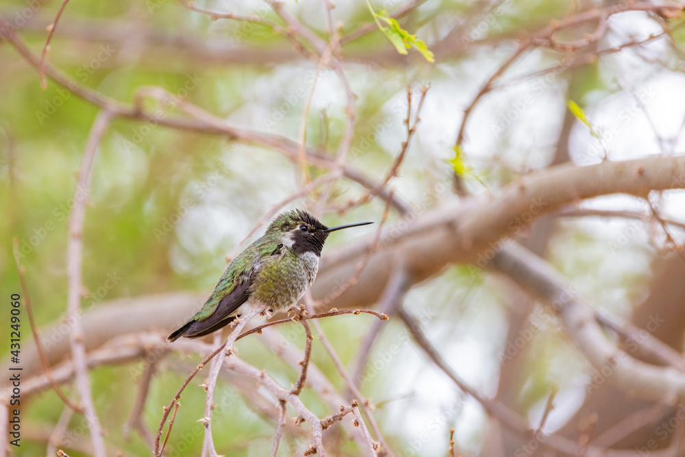 Fototapeta premium Close up shot of beautiful hummingbird resting on a brunch