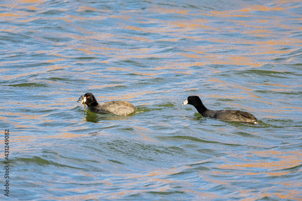 Fototapeta premium Close up shot of common coot swimming