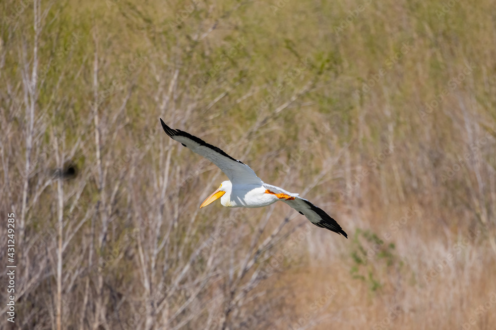 Close up shot of a Pelican flying Close up shot of a Pelican flying