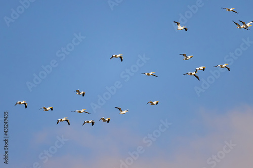 Close up shot of a Pelican flying