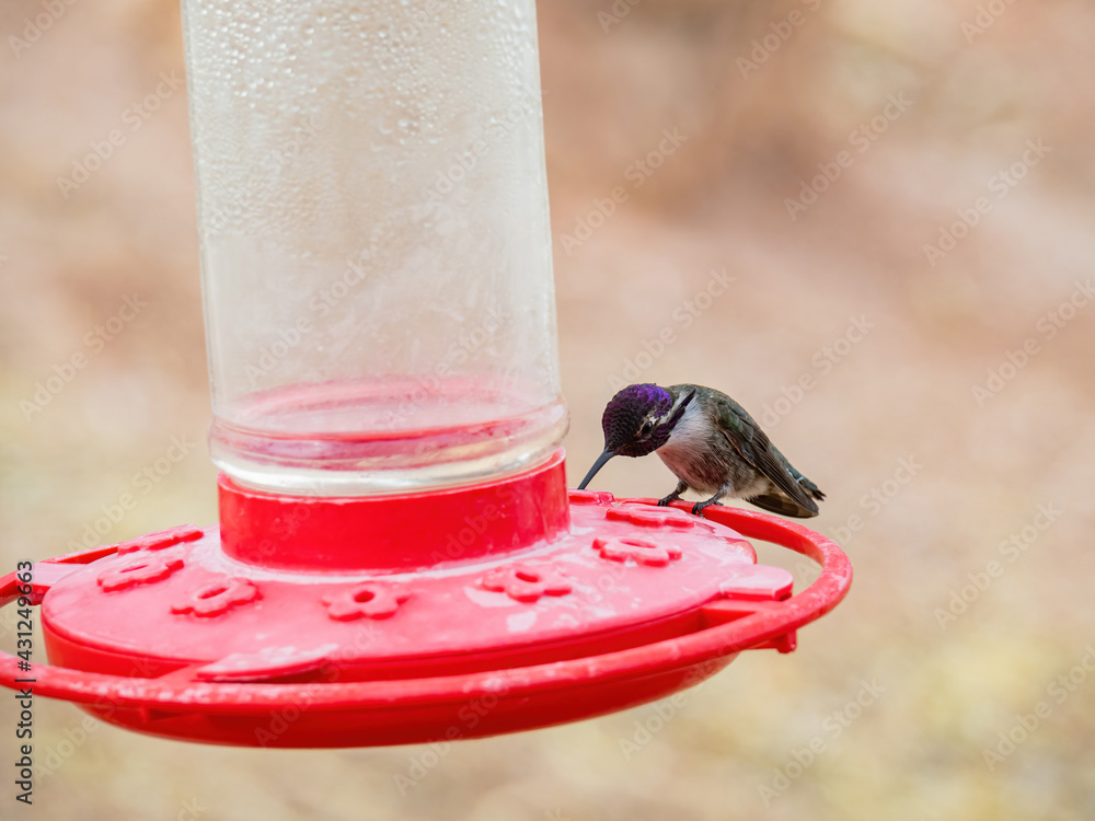 Fototapeta premium Close up shot of cute hummingbird on a bird feeder