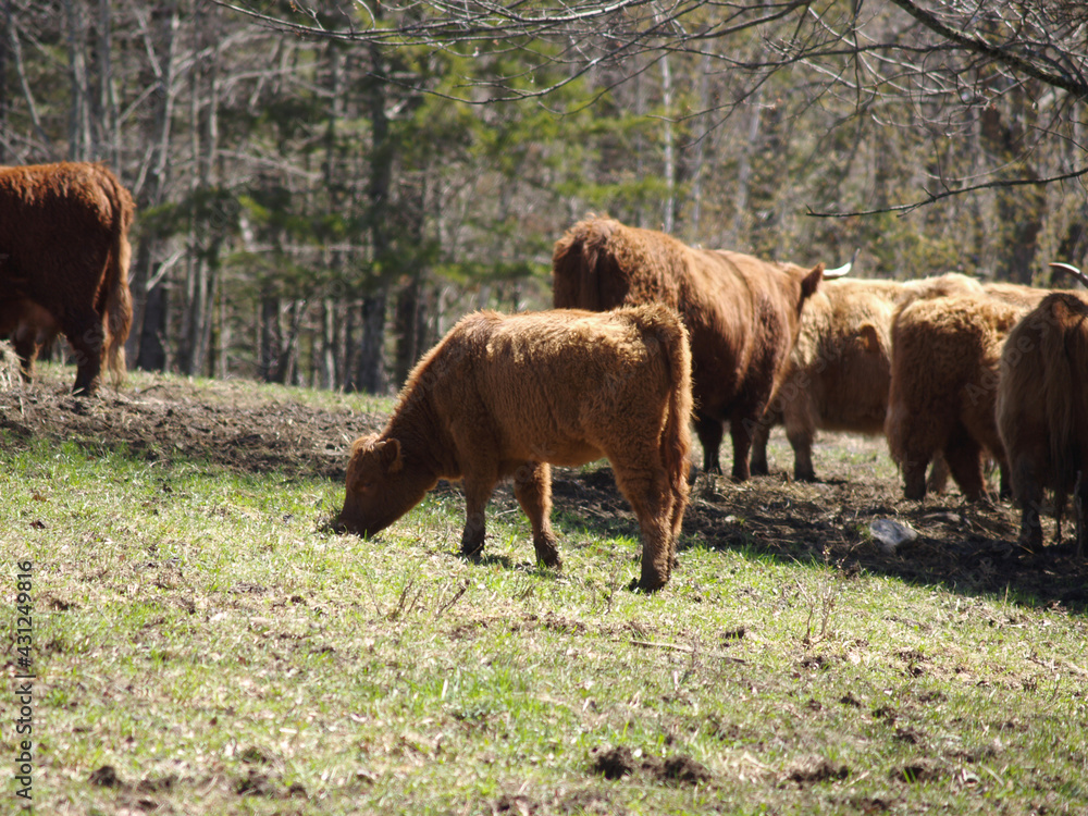 Scottish Highlander calf grazing the in the pasture