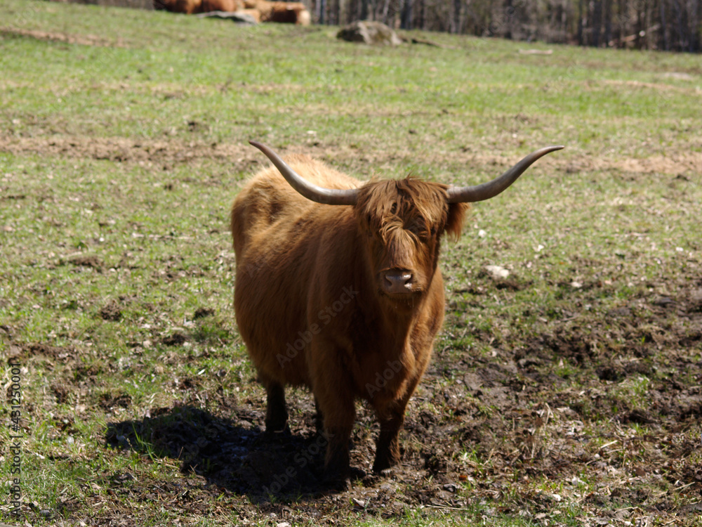 Scottish Highlander out to pasture Scottish Highlander out to pasture