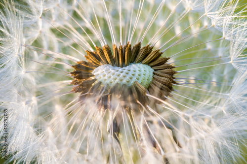 Dandelion in the spring field at sunset  a photo close up