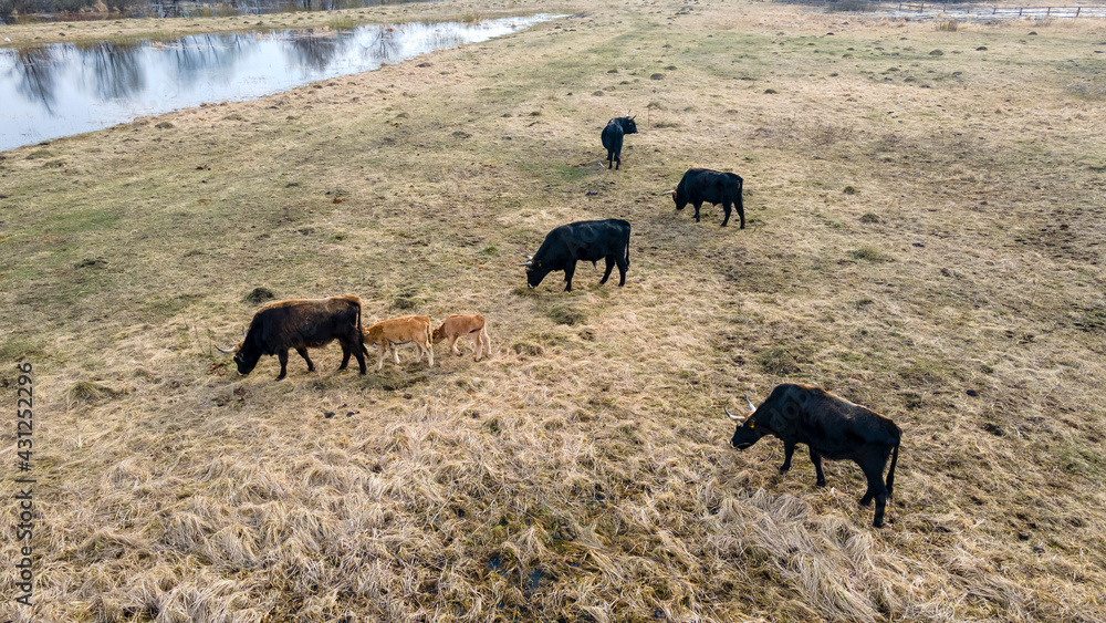Fototapeta premium Herd of wild cows in a meadow. Heck cattles in nature. Wildlife concept.
