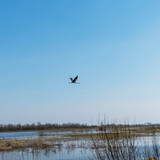 The white stork flying on blue sky background. Space for text. Animal in wildlife concept.