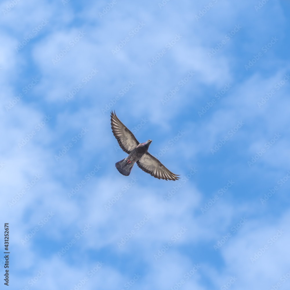Dove flies against the blue sky