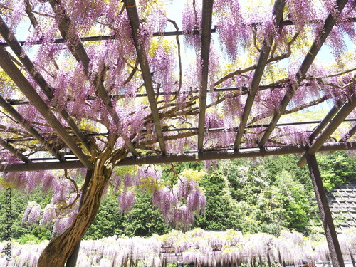 公園に咲く藤の花