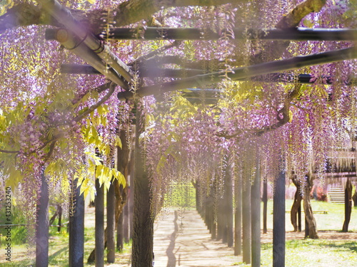 公園に咲く藤の花