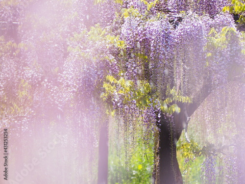 公園に咲く藤の花