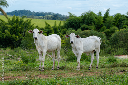 PAIR OF COW