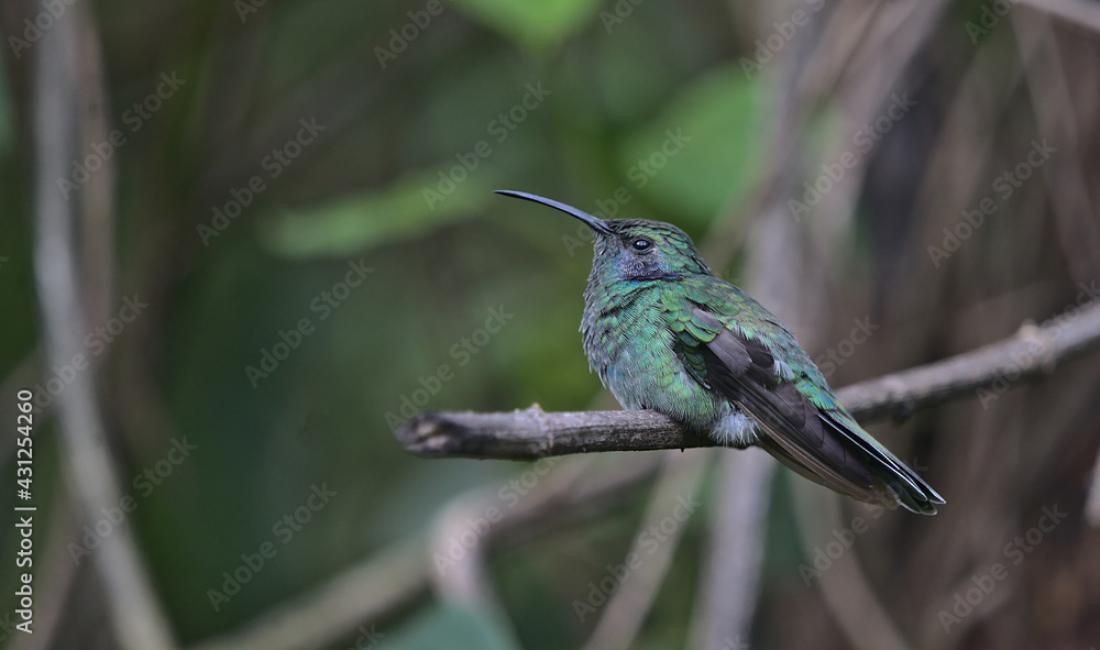 Fototapeta premium Closeup of a Hummingbird perching on twig