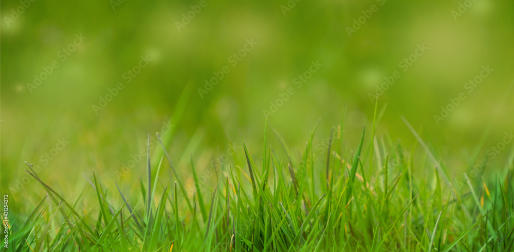 Background header of green grass Background header of green grass
