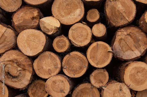 Lumber wood. Sawn cut trees  logs close up background texture. Timber harvesting. Deforestation  forest destruction