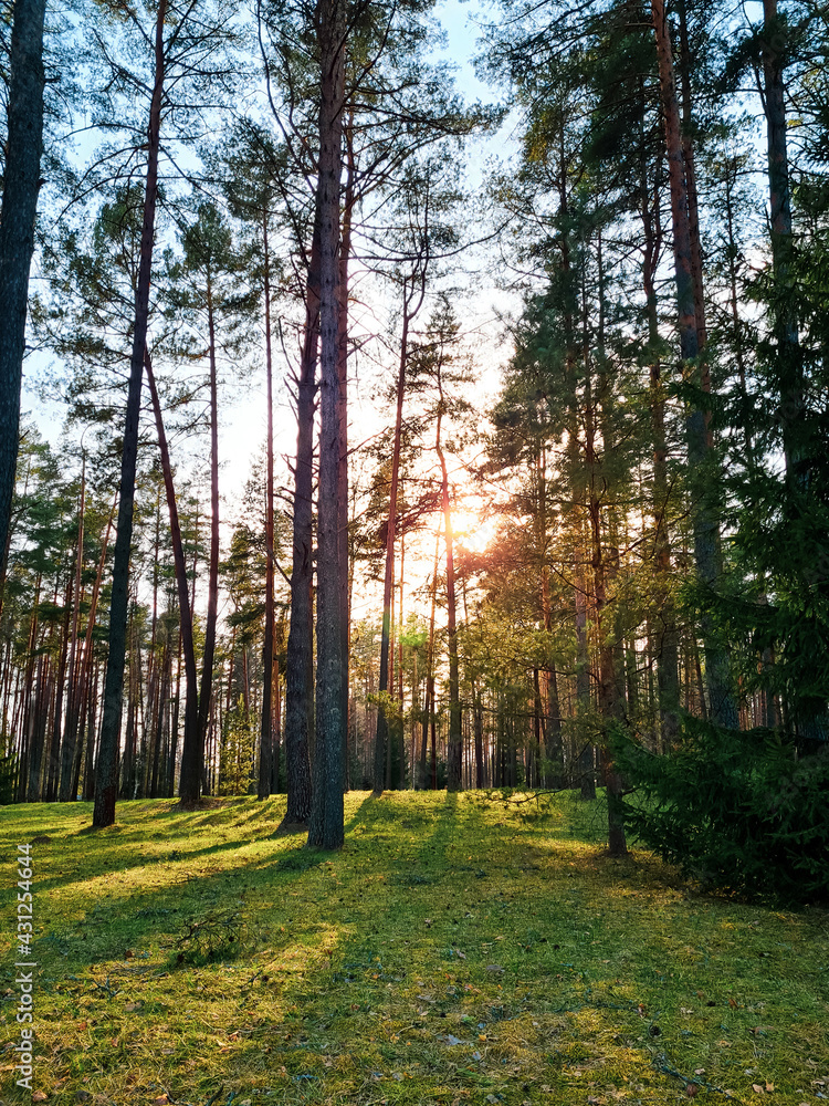 Sun rays shining in forest. Silhouettes of trees and shadows. Sunset among tall pines. Natural landscape. Sun rays shining in forest. Silhouettes of trees and shadows. Sunset among tall pines. Natural landscape.