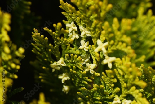 Chinese arborvitae ( Platycladus orientalis ) leaves and flowers. Cupressaceae evergreen conifer.