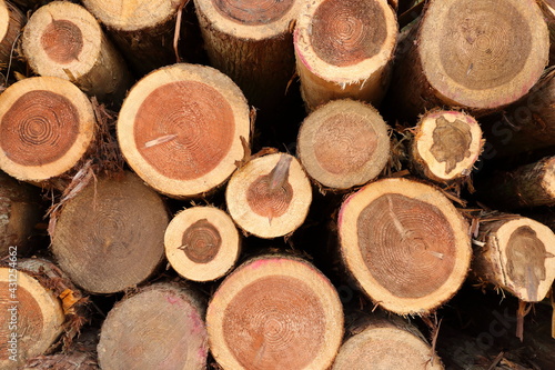 積上げられた杉の丸太
