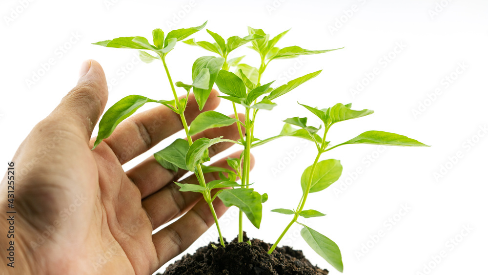 Hand man holding a plant Green tree giving meaning of environmental stewardship tree isolated on white background Hand man holding a plant Green tree giving meaning of environmental stewardship tree isolated on white background