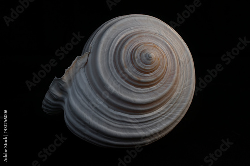 Φωτογραφία low key light sea snail on a black background, still life photography