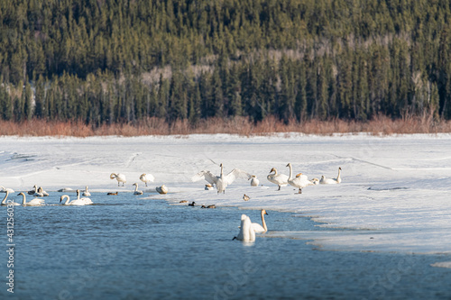 Flock of tundra trumpeter swans in northern Canada during migration to Bering Sea. Icy frozen lake in background with wild, white arctic birds in frame. 