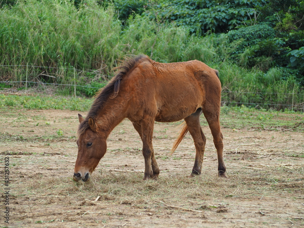 Fototapeta premium 草を食べる与那国馬
