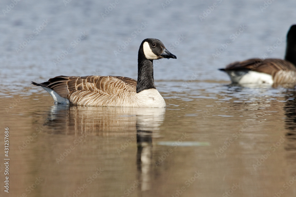 Canada goose resting on water. Canada
