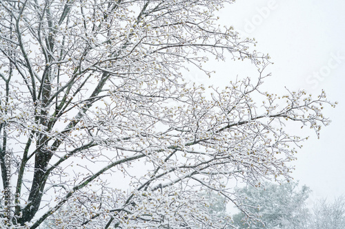 close up on tree branches covered with snow © nd700