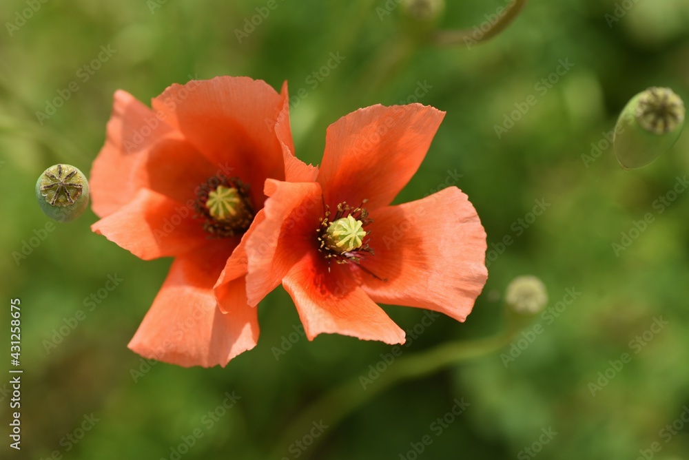 Long-headed poppy blooming on the roadside. This flower is an annual weed of Papaveraceae. Long-headed poppy blooming on the roadside. This flower is an annual weed of Papaveraceae.
