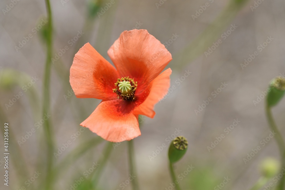 Long-headed poppy blooming on the roadside. This flower is an annual weed of Papaveraceae. Long-headed poppy blooming on the roadside. This flower is an annual weed of Papaveraceae.