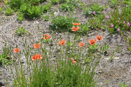 Long-headed poppy blooming on the roadside.　This flower is an annual weed of Papaveraceae. photo