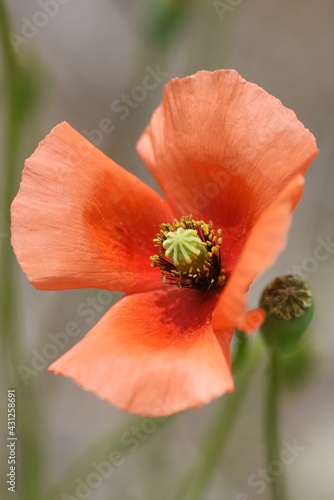 Long-headed poppy blooming on the roadside.　This flower is an annual weed of Papaveraceae. photo