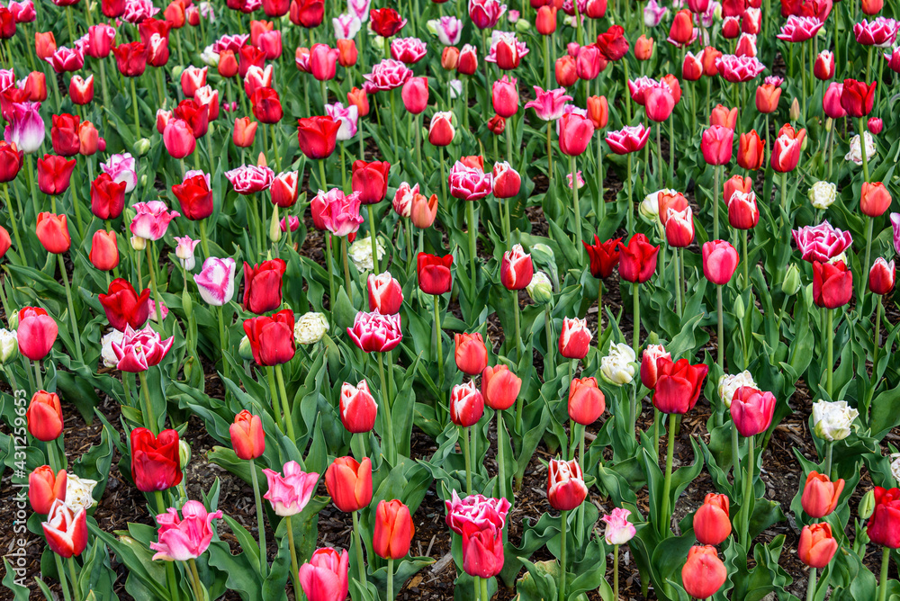 Romantic field of red, pink, and white tulips as a colorful nature background
Romantic field of red, pink, and white tulips as a colorful nature background