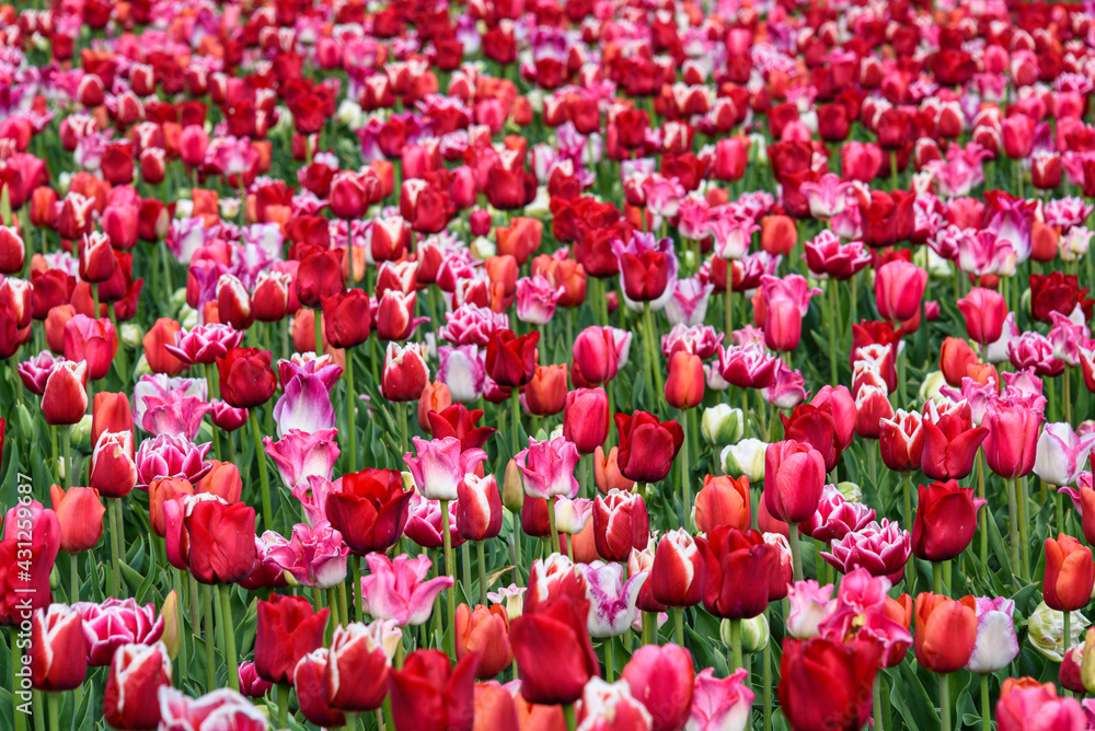 Romantic field of red, pink, and white tulips as a colorful nature background
Romantic field of red, pink, and white tulips as a colorful nature background