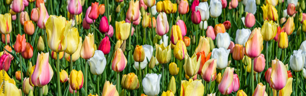 Fototapeta premium Cheerful field of tulips in yellow, pink, white, orange, and green foliage as a spring nature background