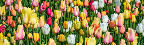 Cheerful field of tulips in yellow, pink, white, orange, and green foliage as a spring nature background
 #431259879