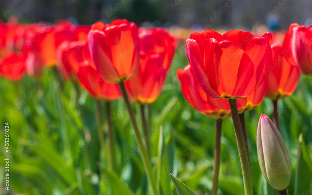 Awesome colorful tulip flowers with close up views and sky background