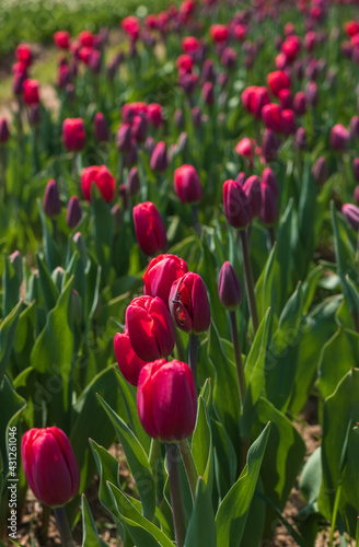 Awesome colorful tulip flowers with close up views and sky background © Sab